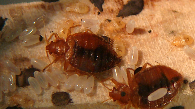 Illustration for article titled Why are bed bugs so damn hard to kill?